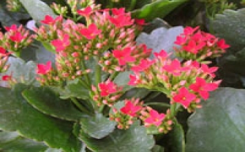 Tấm lòng không nhân ngã